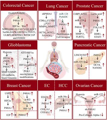 P4HA1: an important target for treating fibrosis related diseases and cancer